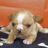 フレンチブルドッグ