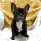 フレンチブルドッグ