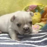 フレンチブルドッグ