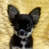 チワワ(ロング)【神奈川県・女の子・2025年7月24日・ブラックタンホワイト】の写真3