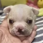 フレンチブルドッグ【神奈川県・男の子・2025年10月12日・クリーム】の写真7