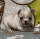 フレンチブルドッグ【神奈川県・男の子・2025年10月12日・クリーム】の写真3