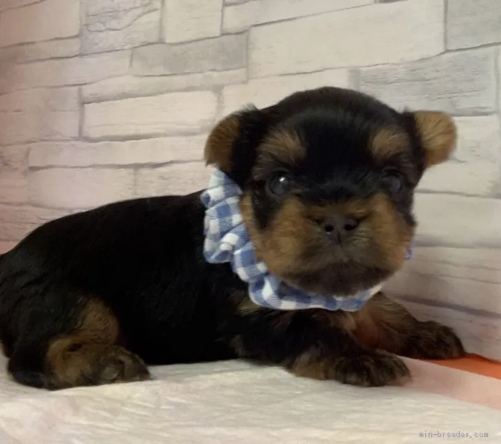 ID：2005-00056の子犬