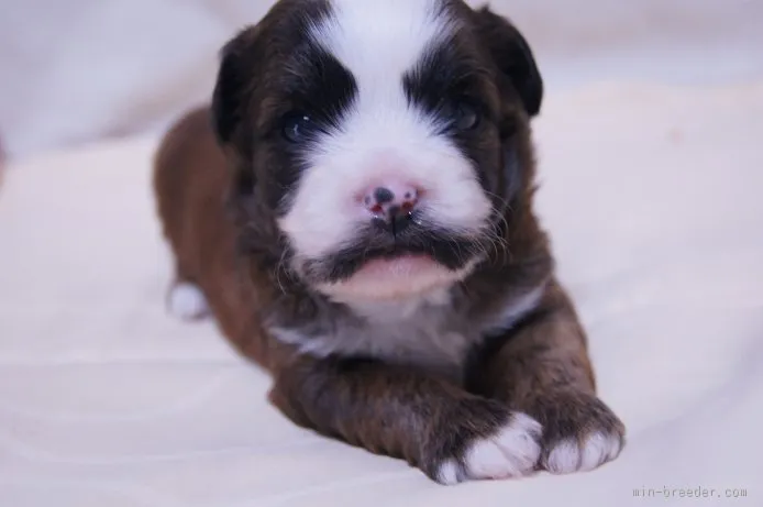 ID：1506-01398の子犬