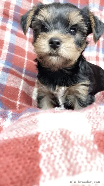 ID:1810-02902の子犬