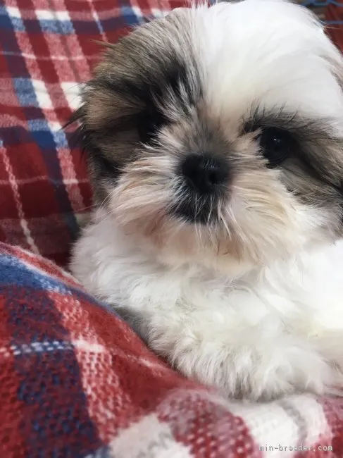ID:1709-00778の子犬