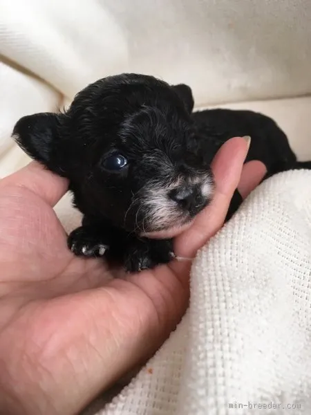 ID：1510-00939の子犬