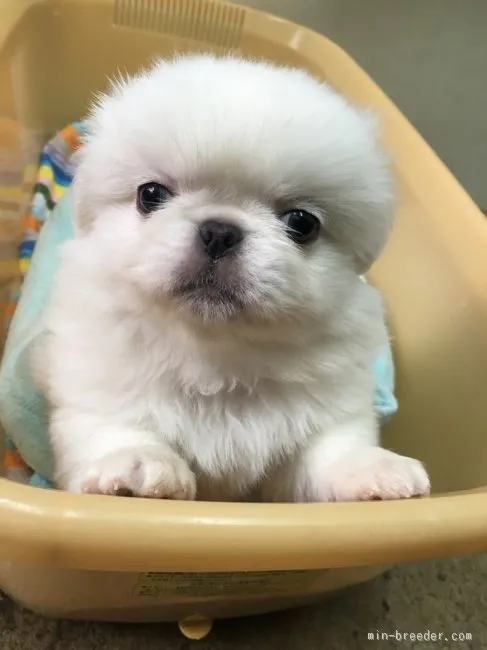 ID：1602-00685の子犬
