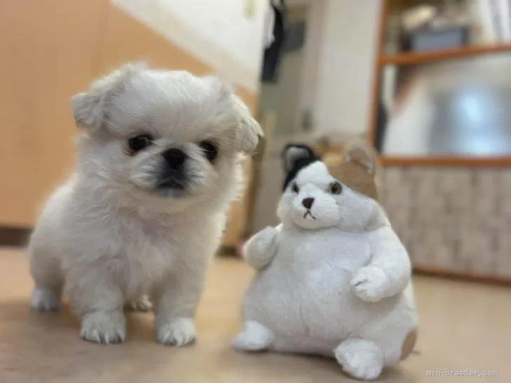 ID：2205-00337の子犬