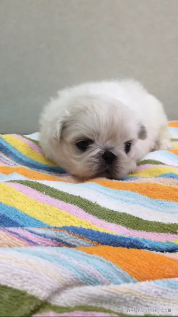 ID：1704-01003の子犬