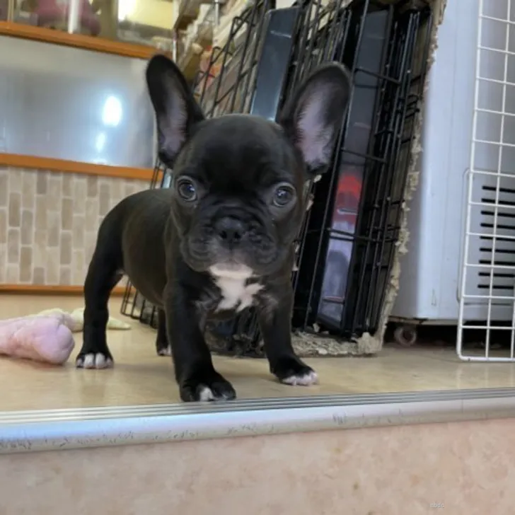 ID:2205-00222の子犬