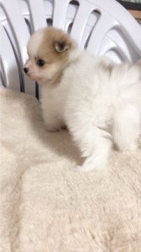 ポメラニアン【神奈川県・男の子・2017年9月24日・パーティー】の写真「ふわふわ可愛い男の子」