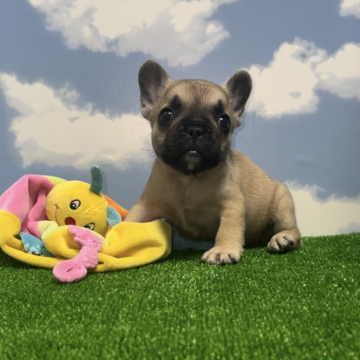 フレンチブルドッグ【神奈川県・女の子・2024年7月13日・フォーン】の写真「混合ワクチン代は別途料金がかかります。」