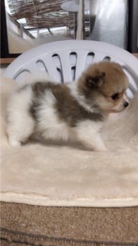 ポメラニアン【神奈川県・男の子・2017年9月24日・パーティー】の写真「ふわふわ可愛い男の子」