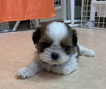 シーズー【神奈川県・男の子・2020年5月19日・ゴールド&ホワイト】の写真「混合ワクチンは別途料金が掛かります。」
