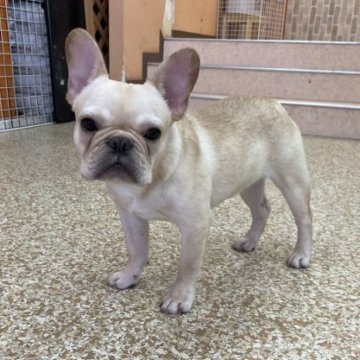 フレンチブルドッグ【神奈川県・男の子・2022年12月13日・クリーム】の写真「混合ワクチン代は別途料金が掛かります。」