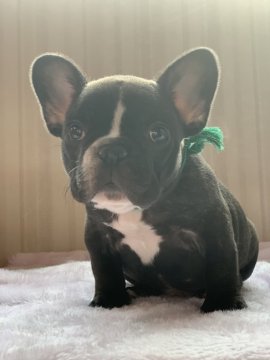 フレンチブルドッグ【神奈川県・男の子・2018年11月2日・ブリンドルホワイト】の写真「つまった感じのです」