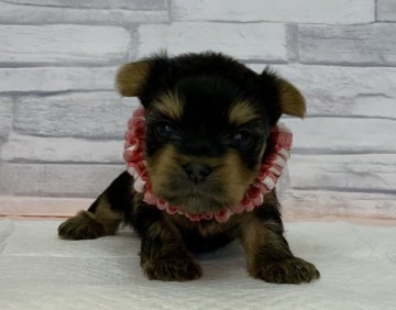 ヨークシャーテリア【神奈川県・女の子・2020年4月6日・スティール&ブルー】の写真「混合ワクチン代は別途料金がかかります。」