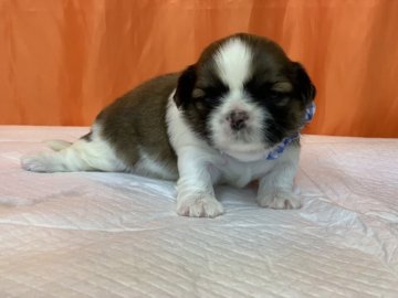 シーズー【神奈川県・男の子・2019年7月29日・ゴールド&ホワイト】の写真「6種混合ワクチンは別途 金額が掛かります。」