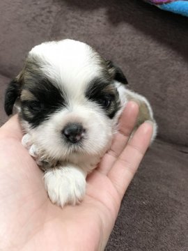 シーズー【神奈川県・女の子・2016年5月5日・ホワイト&ゴールド】の写真「頭のカラーが可愛い子です。」