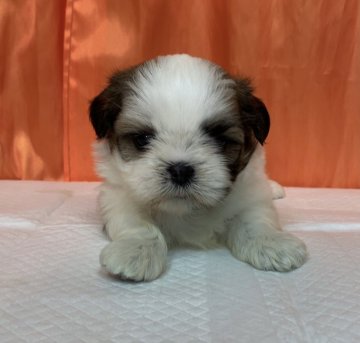 シーズー【神奈川県・女の子・2020年9月6日・ゴールド&ホワイト】の写真「混合ワクチンは別途料金が掛かります。」