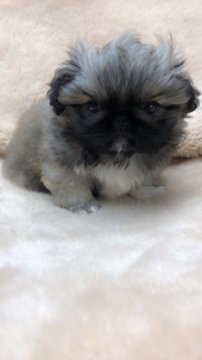 ペキニーズ【神奈川県・男の子・2017年10月5日・フォーンホワイトマーキング】の写真「凛々しい男の子」