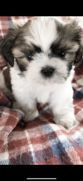 シーズー【神奈川県・女の子・2018年6月21日・ゴールド&ホワイト】の写真「美人女子」