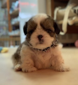 シーズー【神奈川県・男の子・2020年5月19日・ゴールド&ホワイト】の写真「混合ワクチンは別途料金が掛かります。」