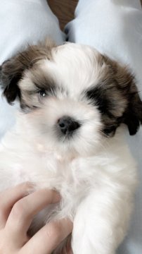 シーズー【神奈川県・女の子・2018年6月21日・ゴールド&ホワイト】の写真「美人女子」