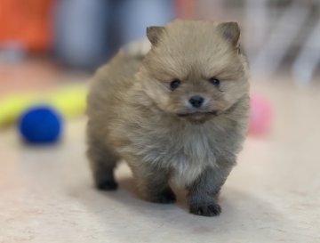 ポメラニアン【神奈川県・男の子・2019年11月5日・オレンジセーブル】の写真「混合ワクチンは別途料金が掛かります。」