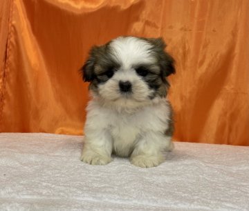 シーズー【神奈川県・女の子・2021年7月14日・ゴールド&ホワイト】の写真「混合ワクチンとマイクロチップ代は別途料金が掛かりま」