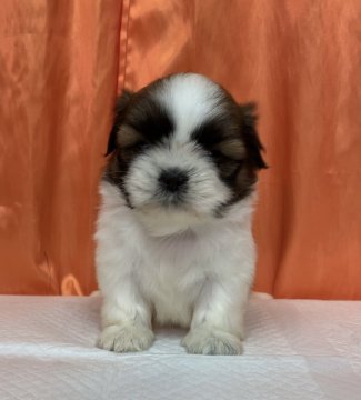 シーズー【神奈川県・女の子・2020年9月6日・ゴールド&ホワイト】の写真「混合ワクチンは別途料金が掛かります。」