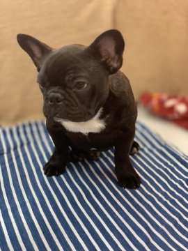 フレンチブルドッグ【神奈川県・男の子・2018年11月2日・ブリンドル】の写真「混合ワクチン代 マイクロチップ代 別途金額が掛かり」