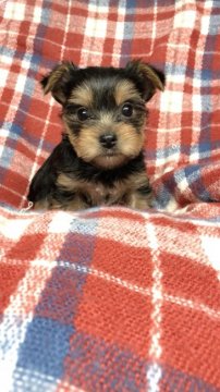 ヨークシャーテリア【神奈川県・女の子・2018年9月8日・スチールブルータン】の写真「可愛い女の子です。」