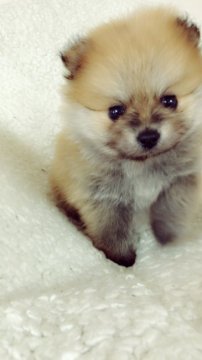 ポメラニアン【神奈川県・女の子・2018年4月15日・オレンジ】の写真「可愛い甘えん坊の女の子」