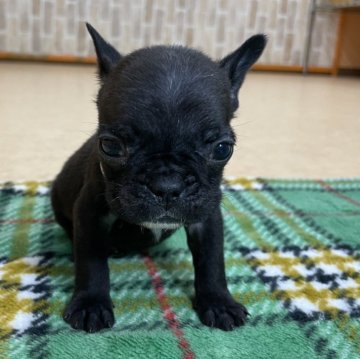 フレンチブルドッグ【神奈川県・女の子・2023年11月14日・ブリンドル】の写真「混合ワクチン代は別途料金が掛かります。」