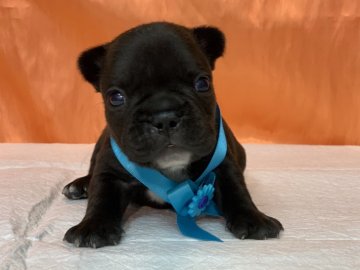 フレンチブルドッグ【神奈川県・男の子・2020年8月25日・ブリンドルホワイト】の写真「混合ワクチン代は別途料金が掛かります。」