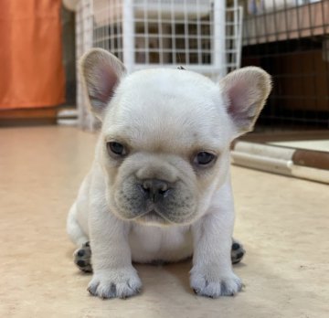 フレンチブルドッグ【神奈川県・男の子・2021年3月17日・クリーム】の写真「混合ワクチンは別途料金が掛かります。」