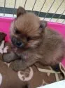 ポメラニアン【神奈川県・男の子・2016年2月19日・オレンジ】の写真1