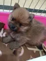 ポメラニアン【神奈川県・男の子・2016年2月19日・オレンジ】の写真2
