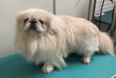 ペキニーズ【・男の子・2017年10月5日・クリーム】