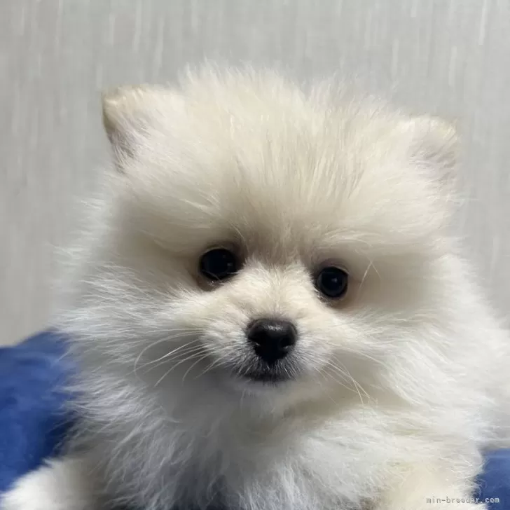 ID:2412-04045の子犬