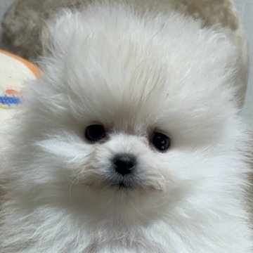 ポメラニアン【大阪府・男の子・2024年11月29日・クリーム】の写真「ぽわぽわくん🎶」