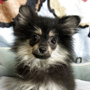 ポメラニアン【大阪府・男の子・2025年8月6日・ブラックタン】の写真「派手派手タンのイケわんくん♡」