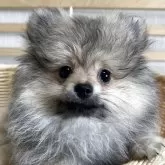 ポメラニアン