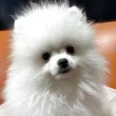 ポメラニアン
