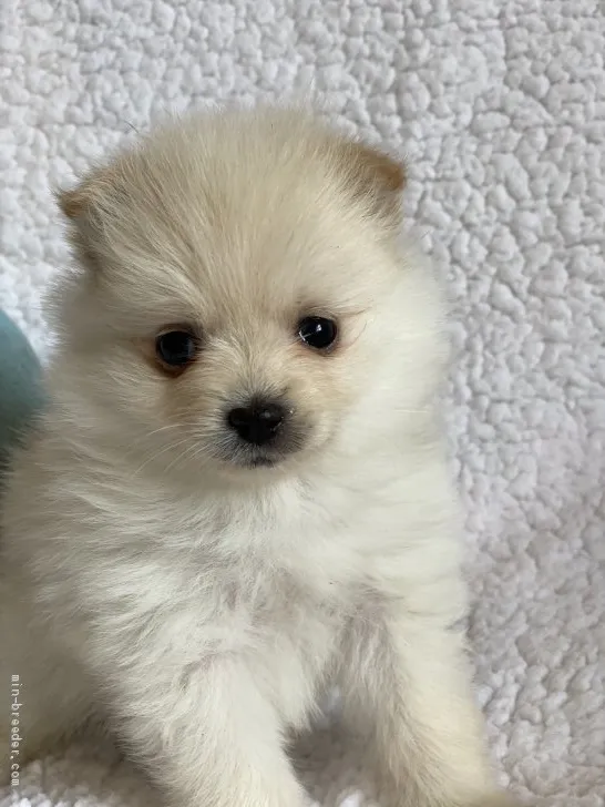 てんママ 様のお迎えした子犬