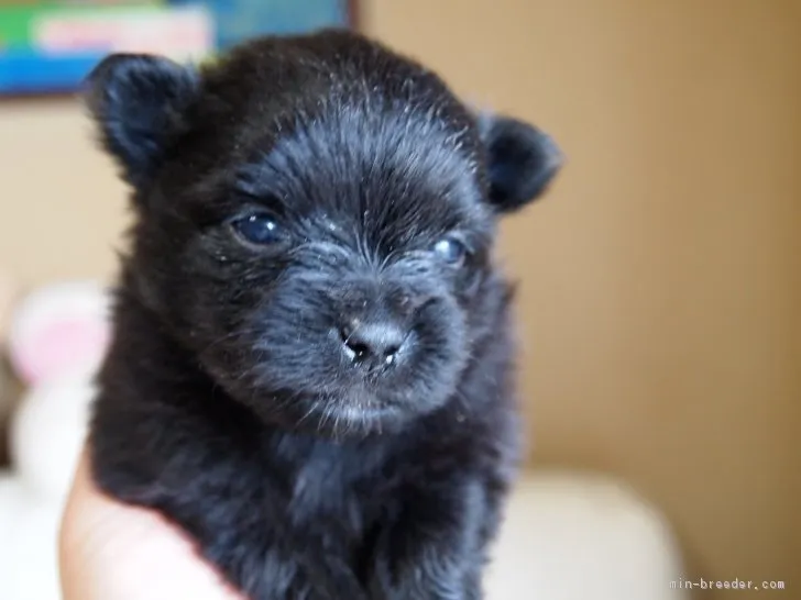 nataan2 様のお迎えした子犬