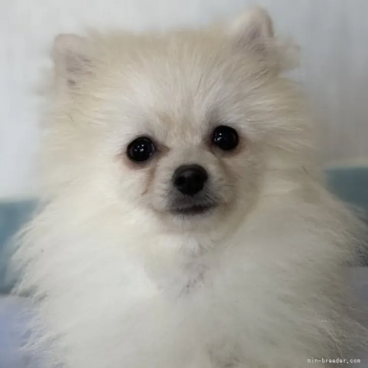 ID：2307-05084の子犬