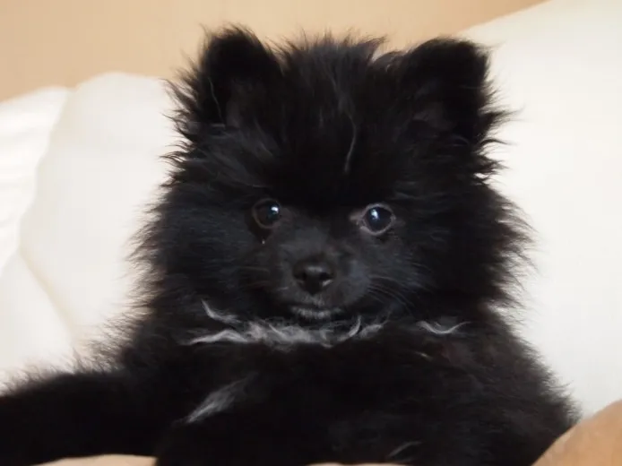 ID：1112-00168の子犬